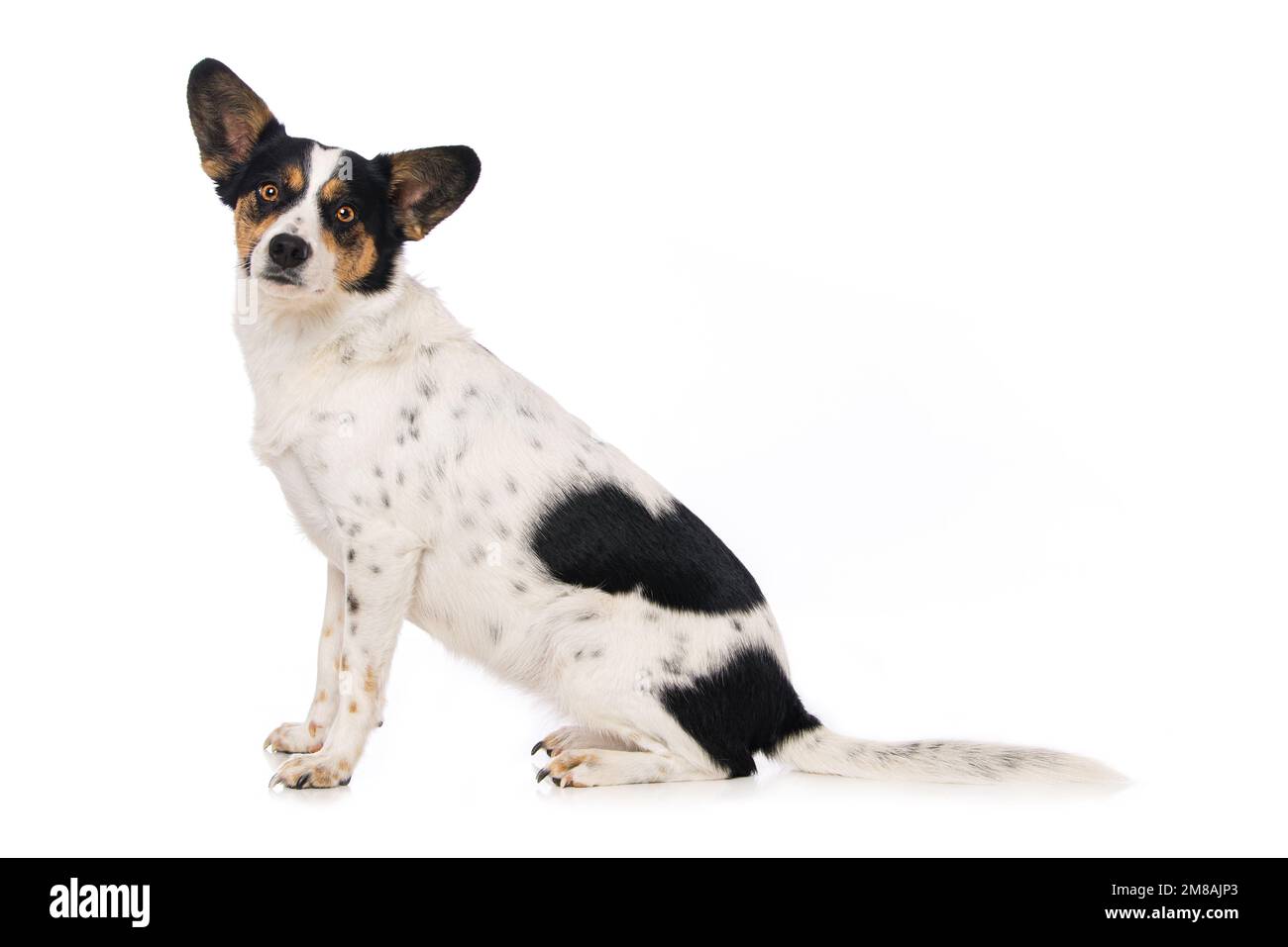 Cute mixed breed dog sitting laterally on white background Stock Photo ...