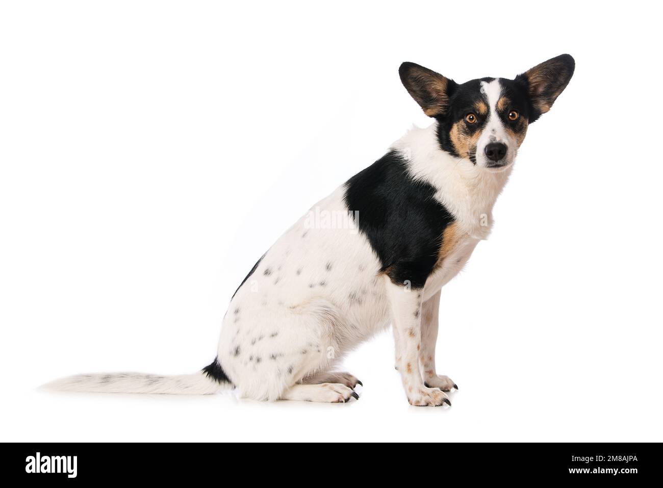 Cute mixed breed dog sitting laterally on white background Stock Photo