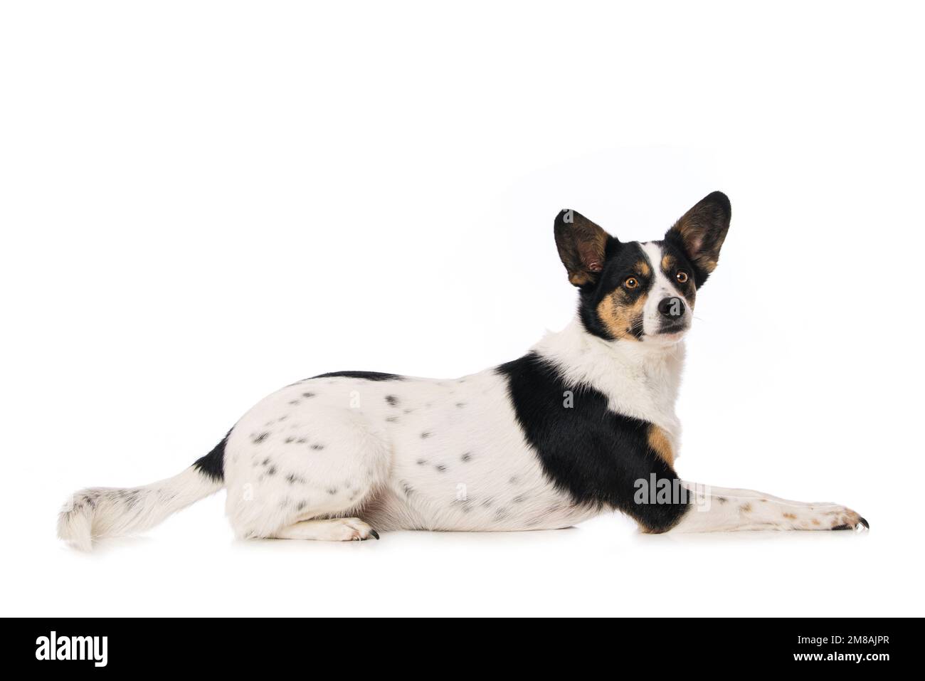 Cute mixed breed dog lying laterally on white background Stock Photo ...