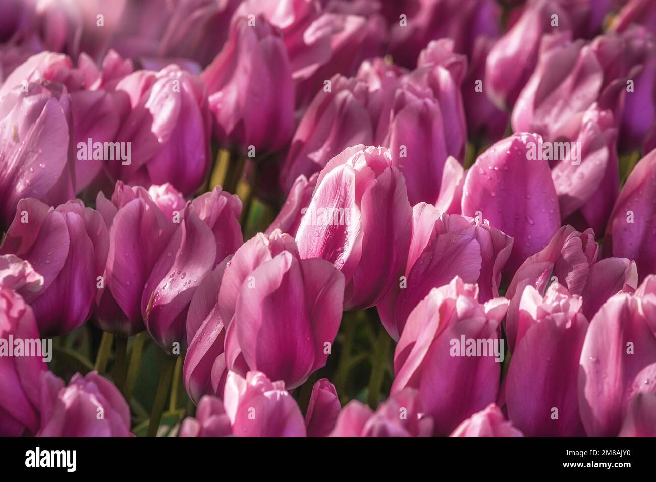 Beautiful flower bed of tulips in Keukenhof flower garden in the