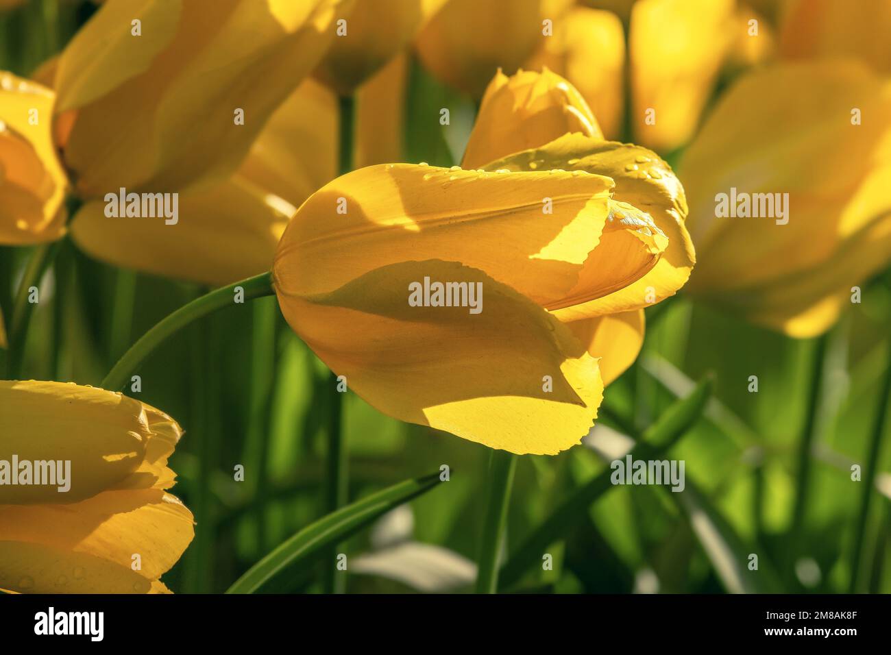 Beautiful flower bed of yellow tulips in Keukenhof flower garden in the ...