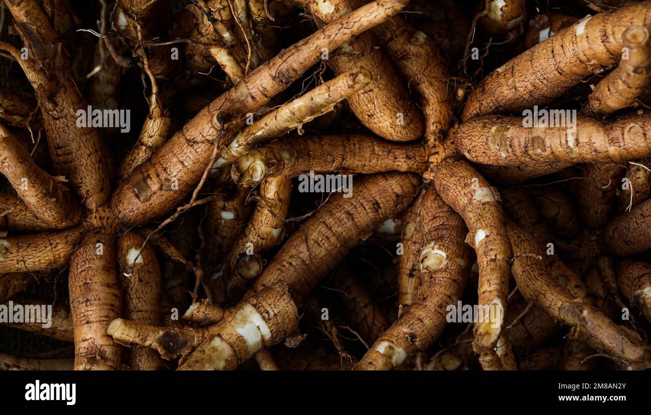 Coleus forskohlii root. Coleus barbatus root. Plectranthus barbatus. Garmar root. Stock Photo