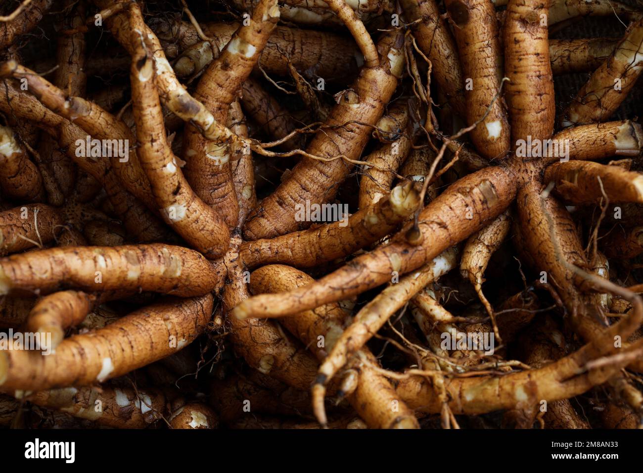 Coleus forskohlii root. Coleus barbatus root. Plectranthus barbatus. Garmar root. Stock Photo