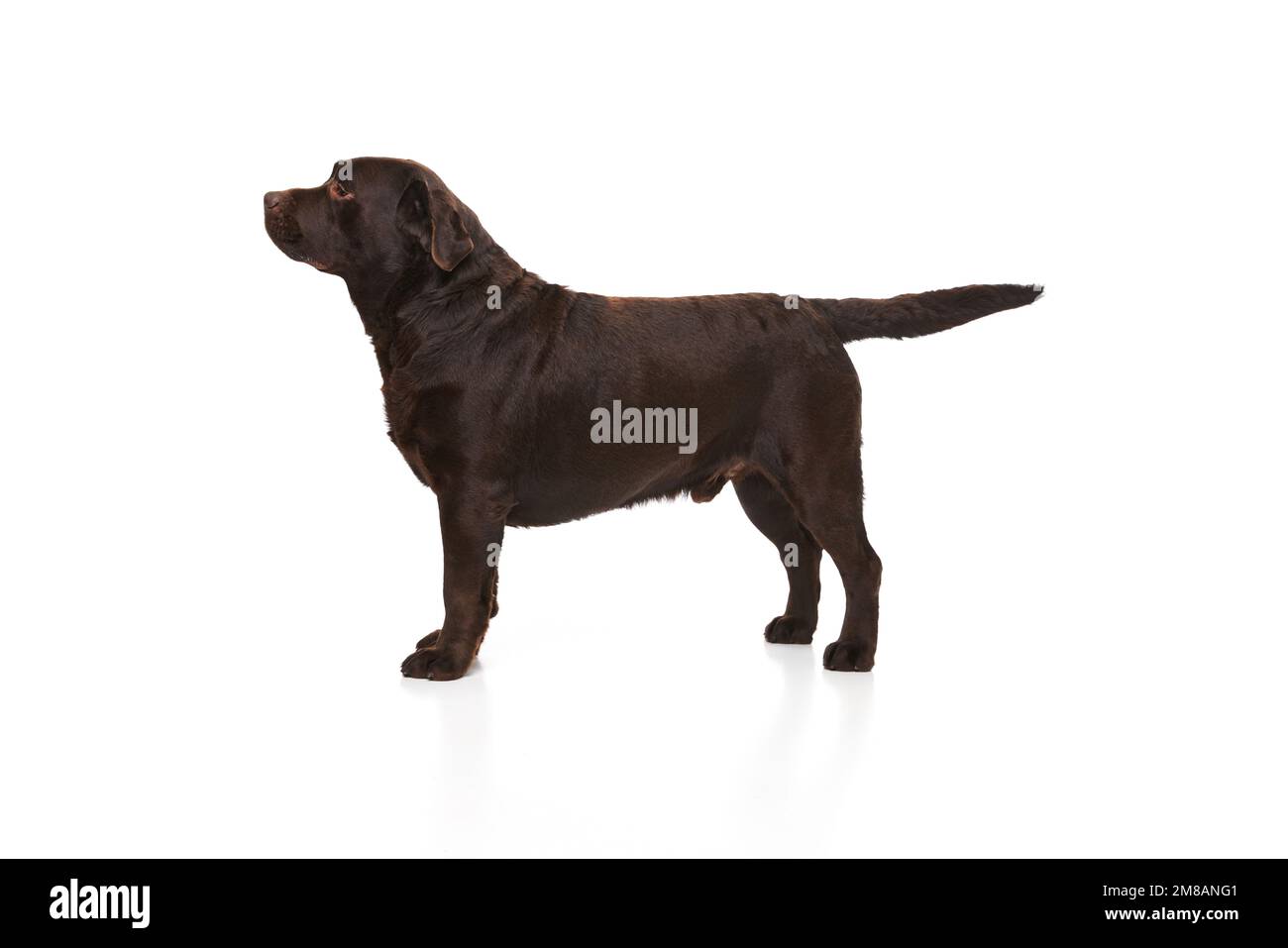 Side view. Studio photo of beautiful brown Labrador dog posing, calmly standing over white studio background. Concept of pets, domestic animal, care Stock Photo