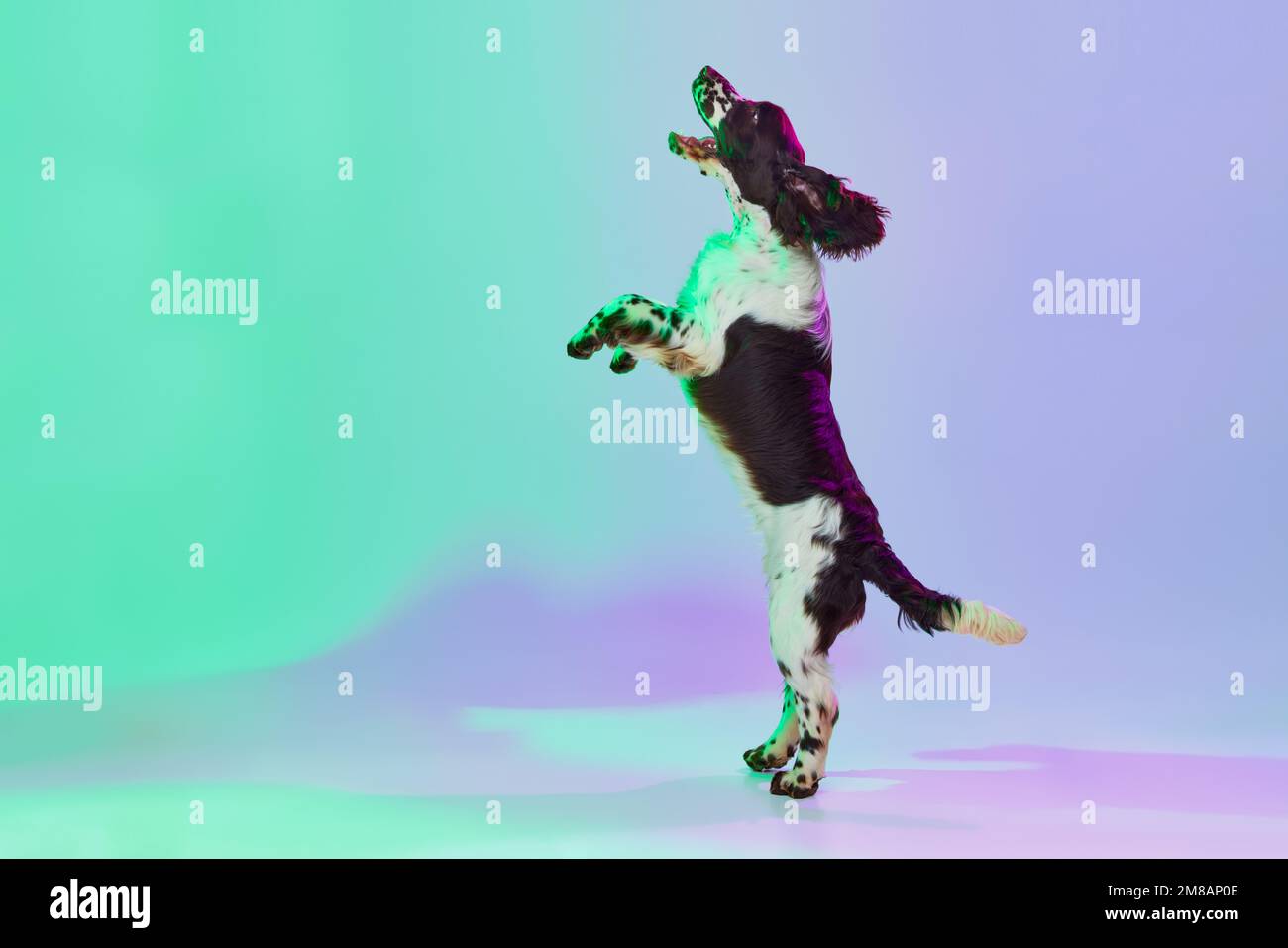 Studio image of smart dog, english springer spaniel posing on hind legs over gradient green purple studio background in neon. Concept of pets Stock Photo