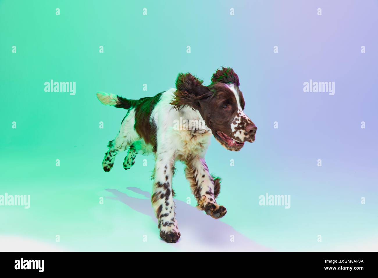 Running. Studio image of english springer spaniel dog posing over ...