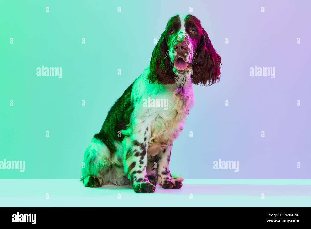 Studio image of smart english springer spaniel dog calmly sitting, posing over gradient green purple studio background in neon. Concept of pets Stock Photo