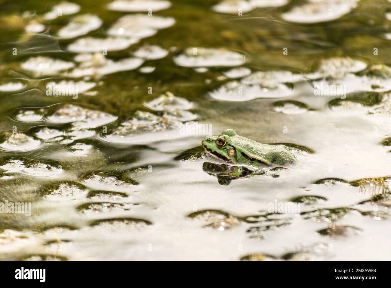 Green lily leaves float in the blue clear water of the pond. Stock Photo