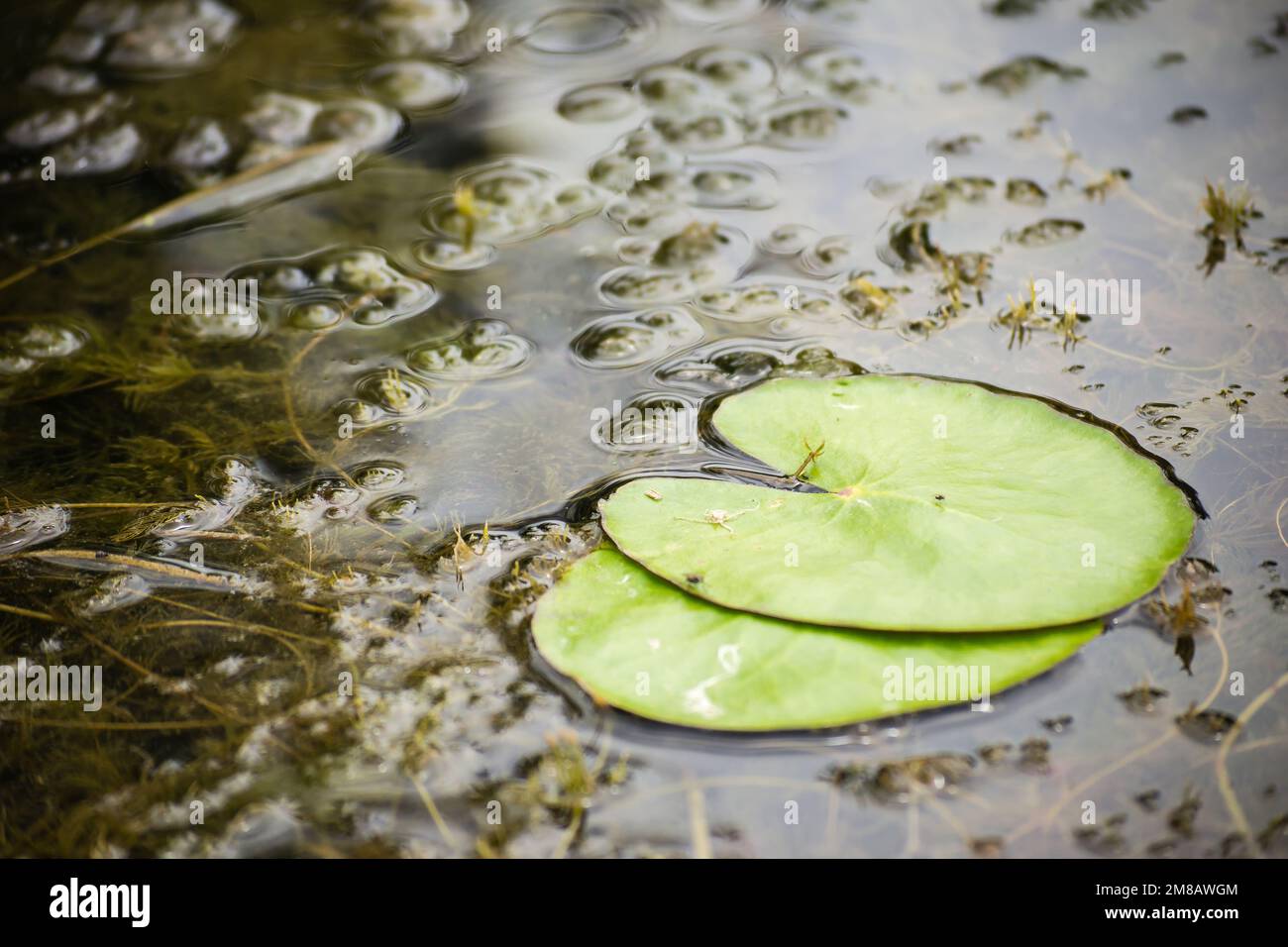 Green lily leaves float in the blue clear water of the pond. Stock Photo