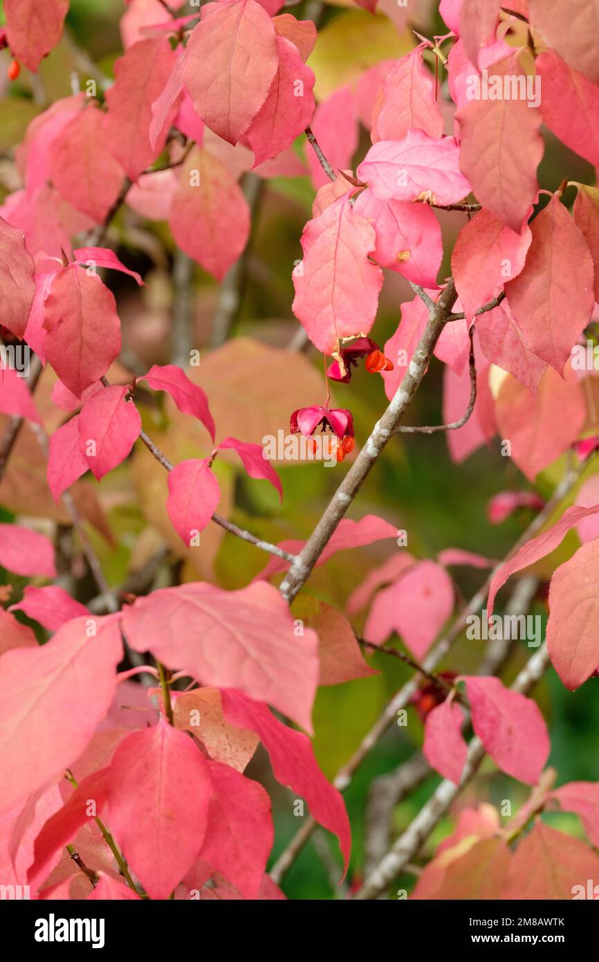 Euonymus planipes Sancho, Euonymus sachalinensis Sancho, flat-stalked spindle Sancho, red fruits in autumn, red autumn foliage Stock Photo