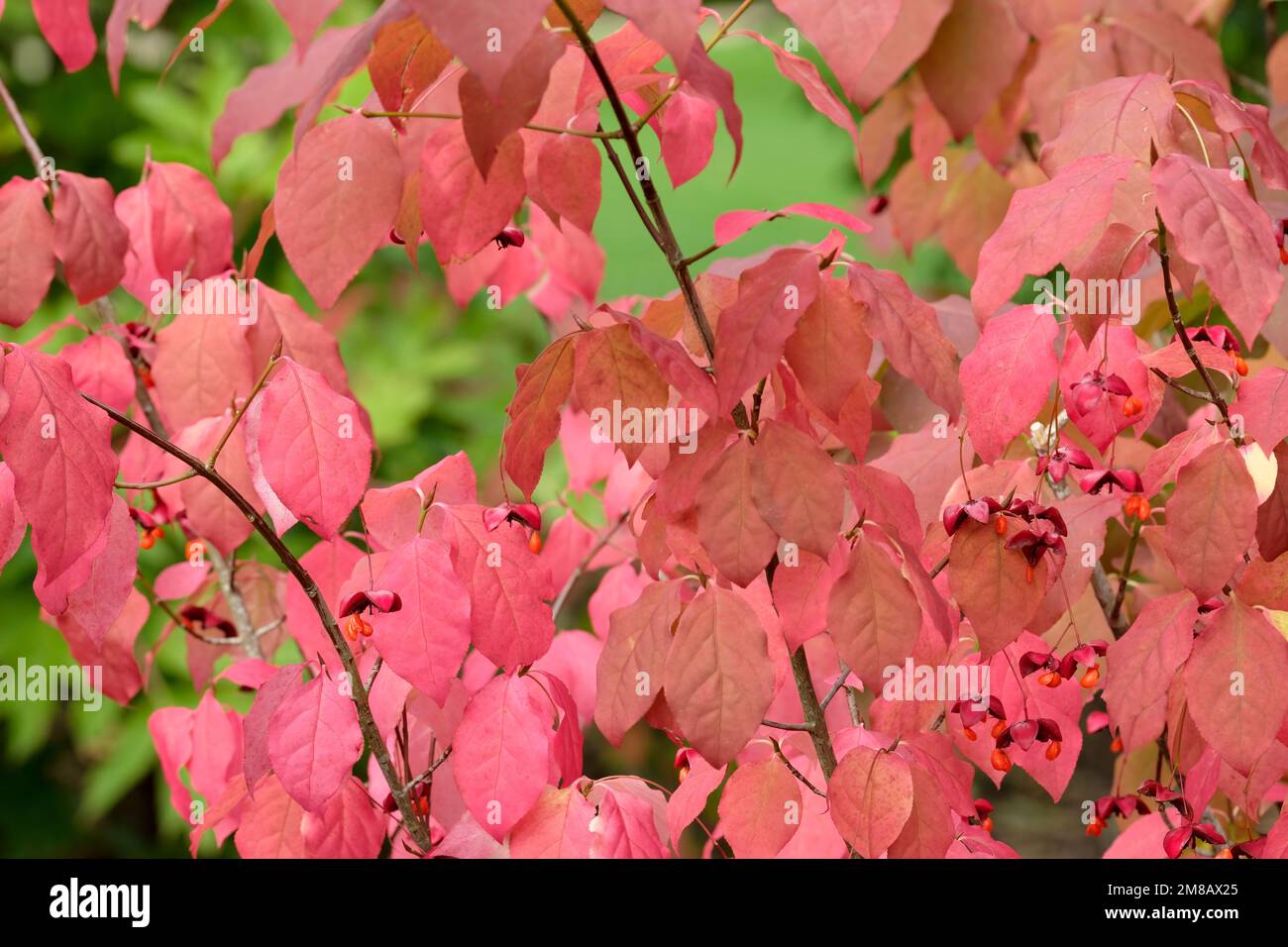 Euonymus planipes 'Sancho’, Euonymus sachalinensis 'Sancho, flat-stalked spindle 'Sancho’, red fruits in autumn, red autumn foliage Stock Photo