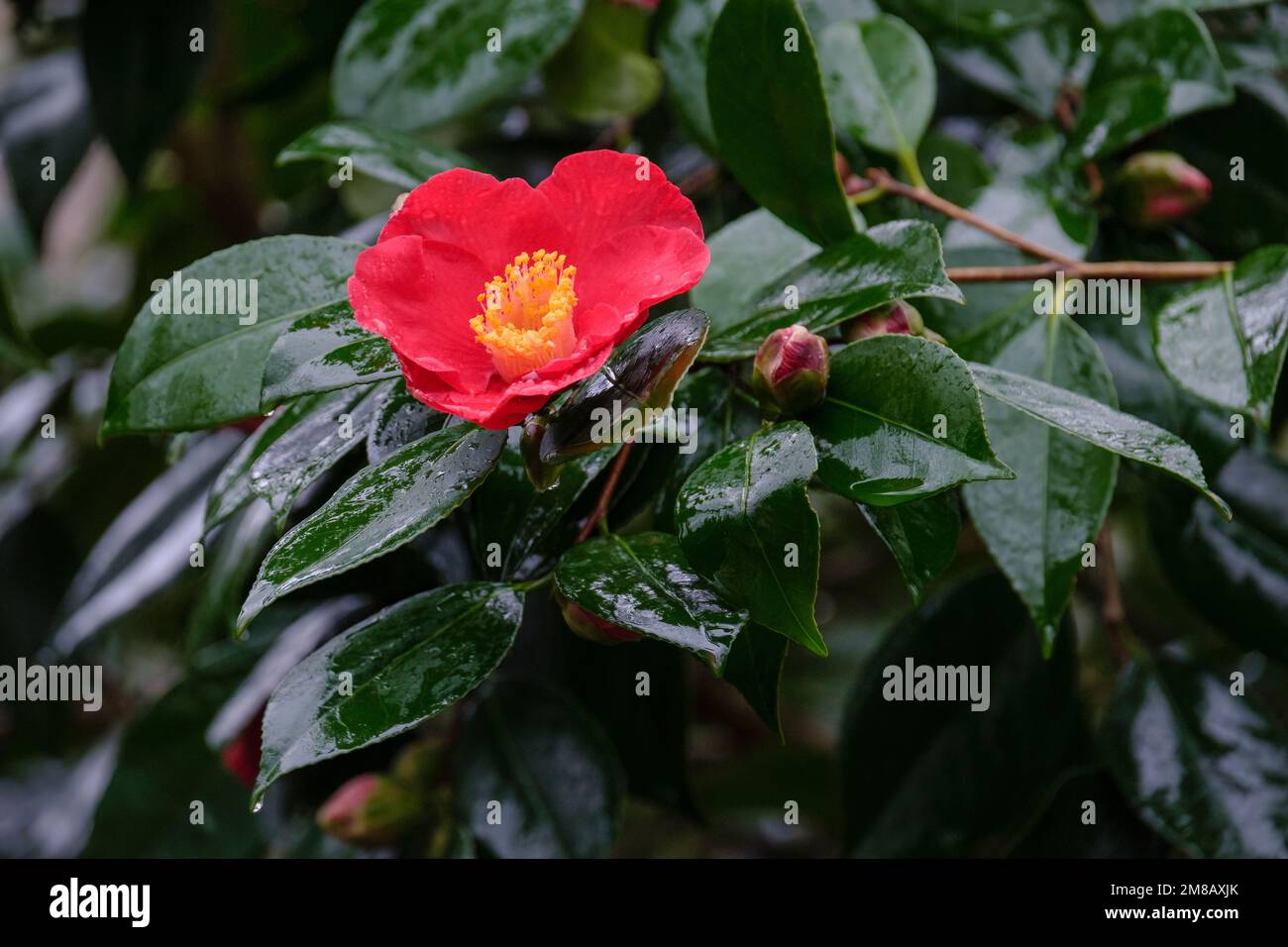 Camellia japonica Sylva, camellia Sylva, evergreen shrub with bright red single crimson flowers with yellow stamens in early spring Stock Photo
