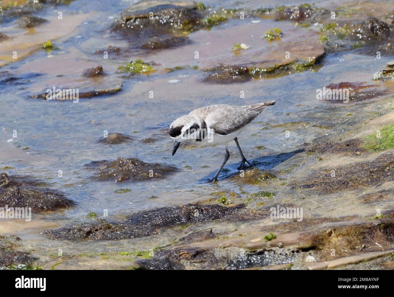 A male snowy plover (Charadrius nivosus) foraging for invertebrates along the beach in the Paracas National Reserve. Paracas, Ica, Peru. Stock Photo