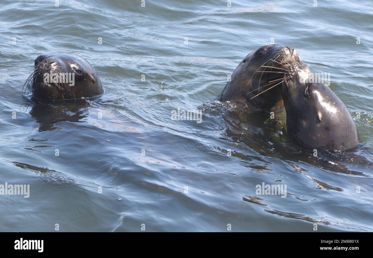 Young and female South American sea lions (Otaria flavescens)  show interest in a passing boat in the hopes of getting some fish. Pisco Bay, El Chaco, Stock Photo