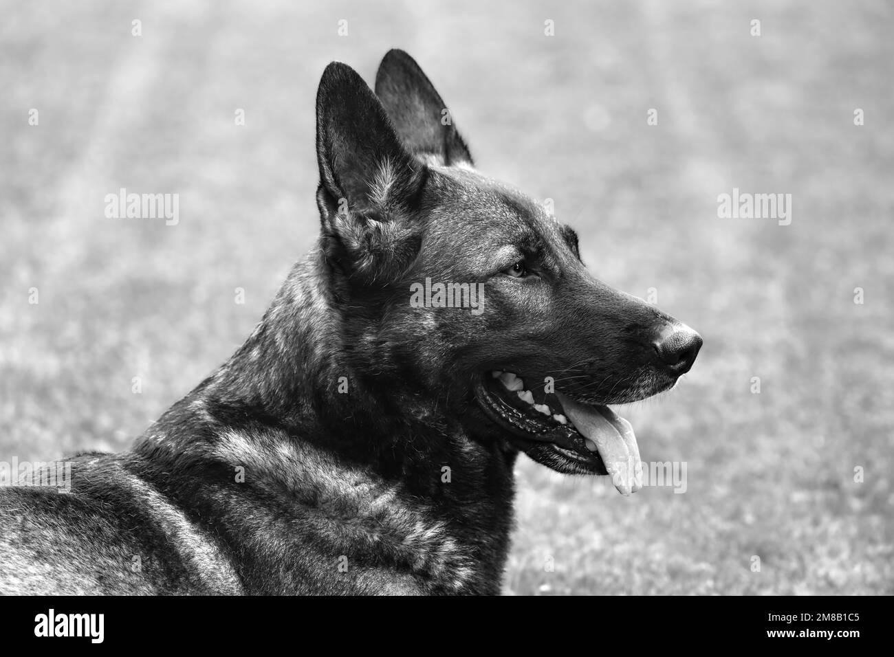 the german shepherd. This is a wolf-gray German Shepherd, a real worker Stock Photo
