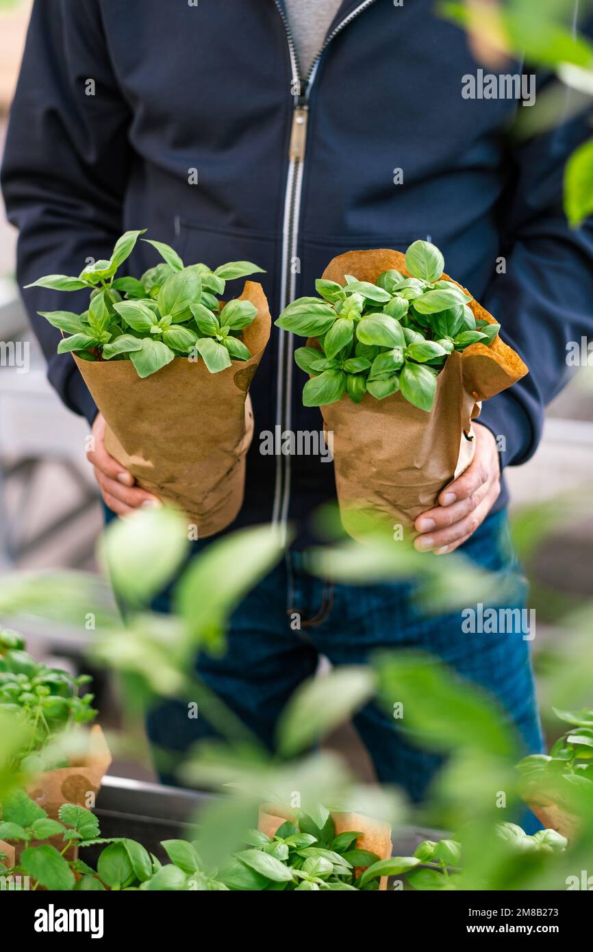 man customer choosing basil herb for planting in garden center Stock Photo