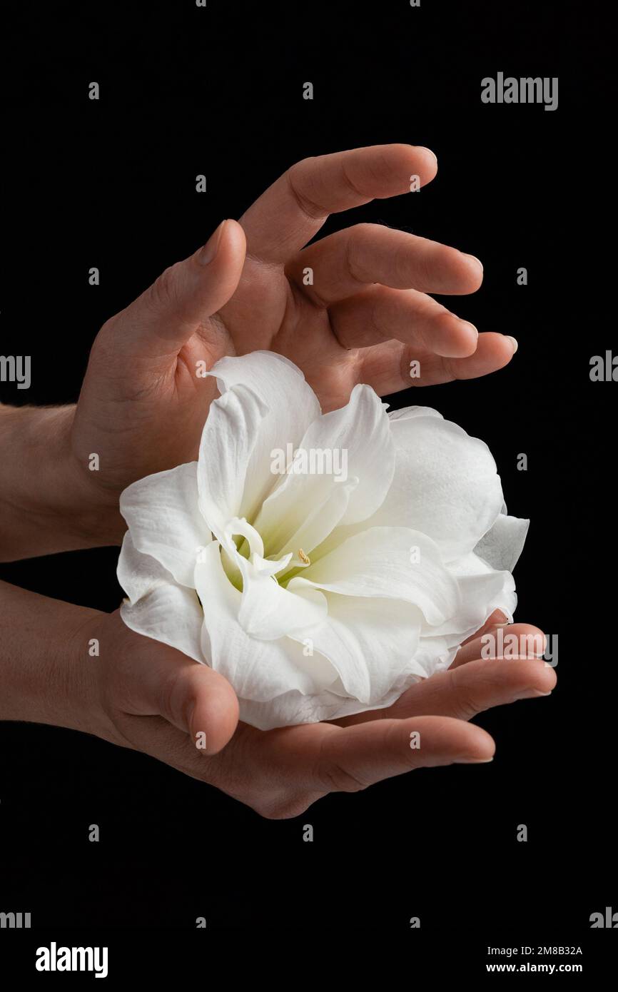 hands holding white fragile flower on black background, care love