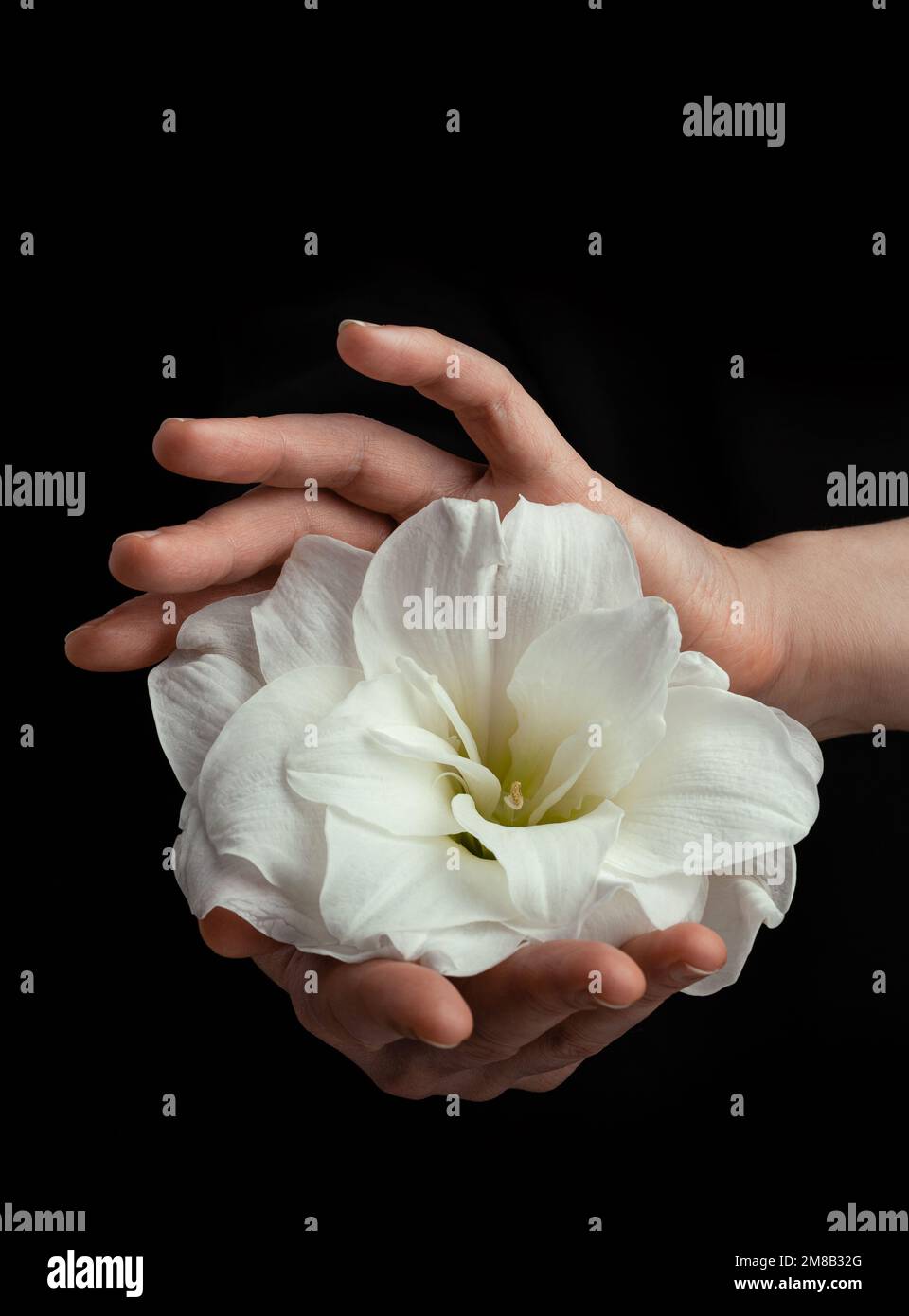 hands holding white fragile flower on black background, care love tenderness sensitivity concept Stock Photo