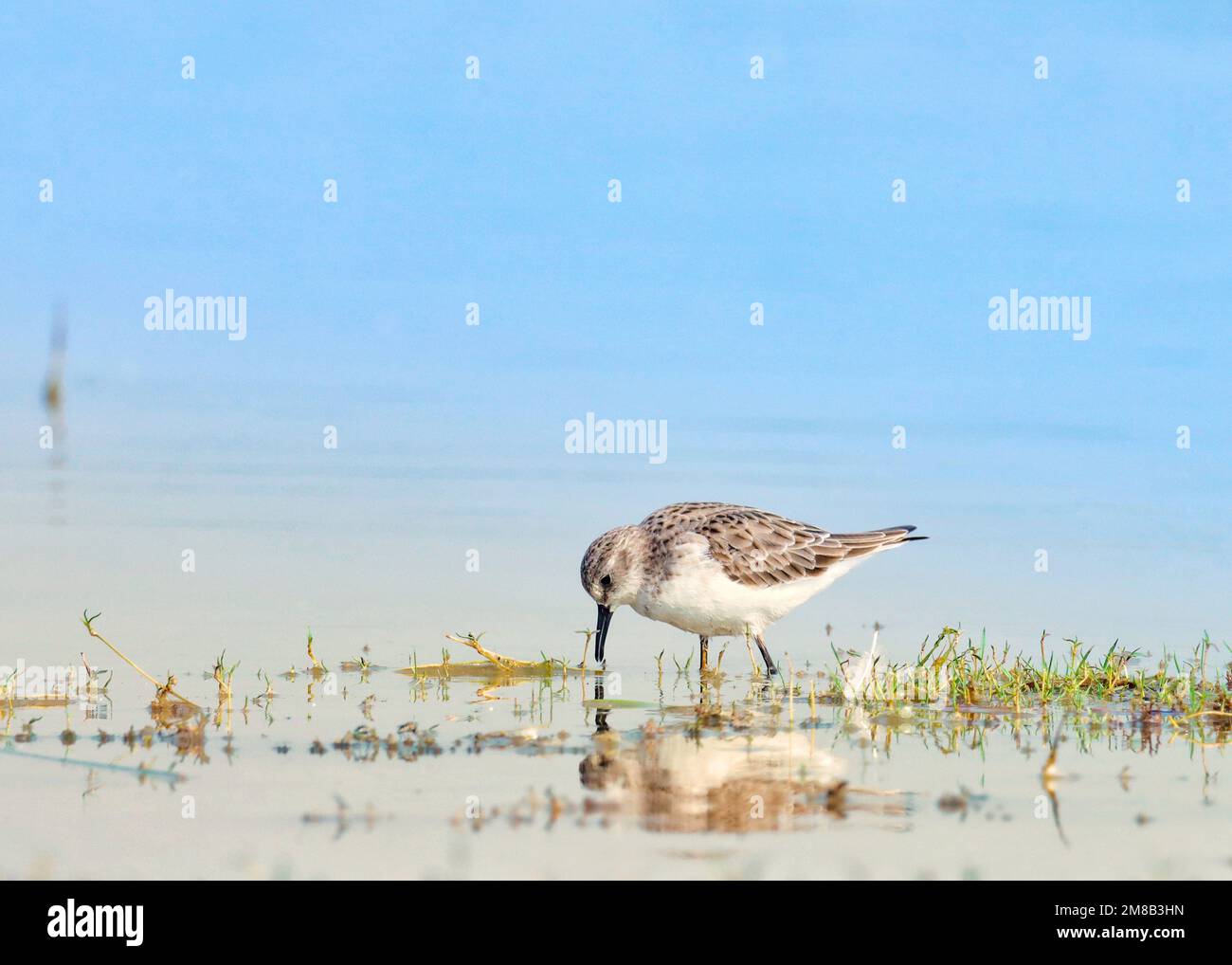 Little stint foraging in river water. Water bird. Stock Photo
