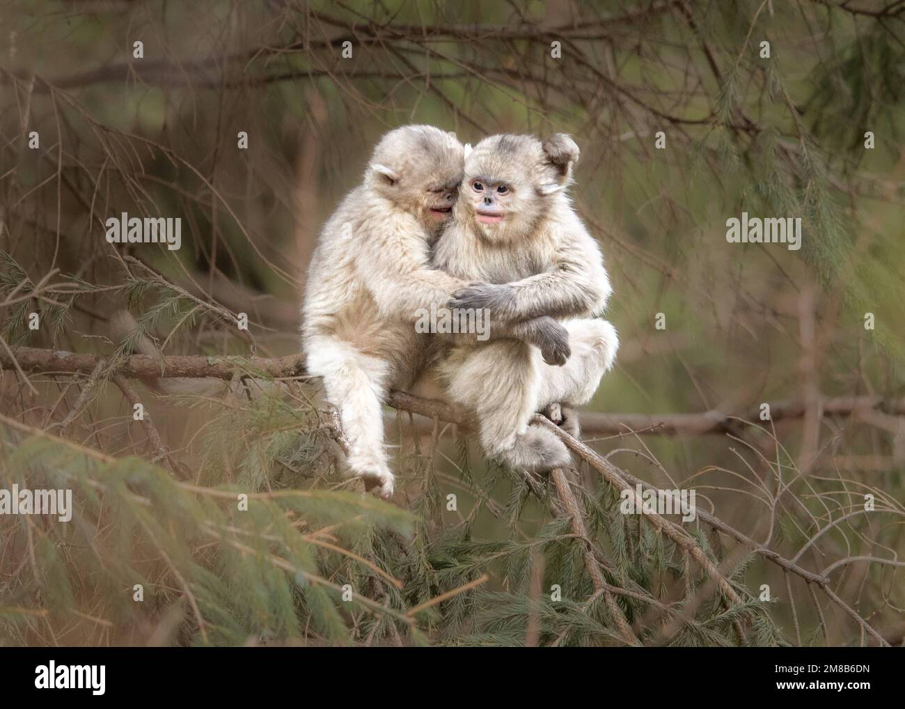 Looking like ewoks. China: THESE EXPRESSIVE images show wild snub-nosed monkey and their amazing range of emotions that have seen members of this spec Stock Photo
