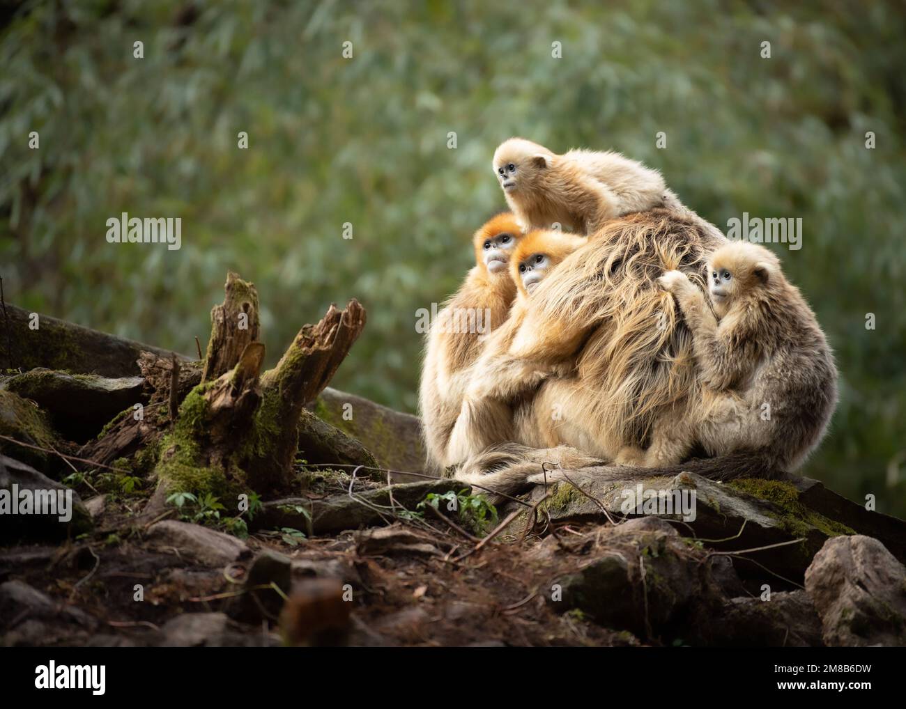 Cuddling for warmth. China THESE EXPRESSIVE images show wild snub