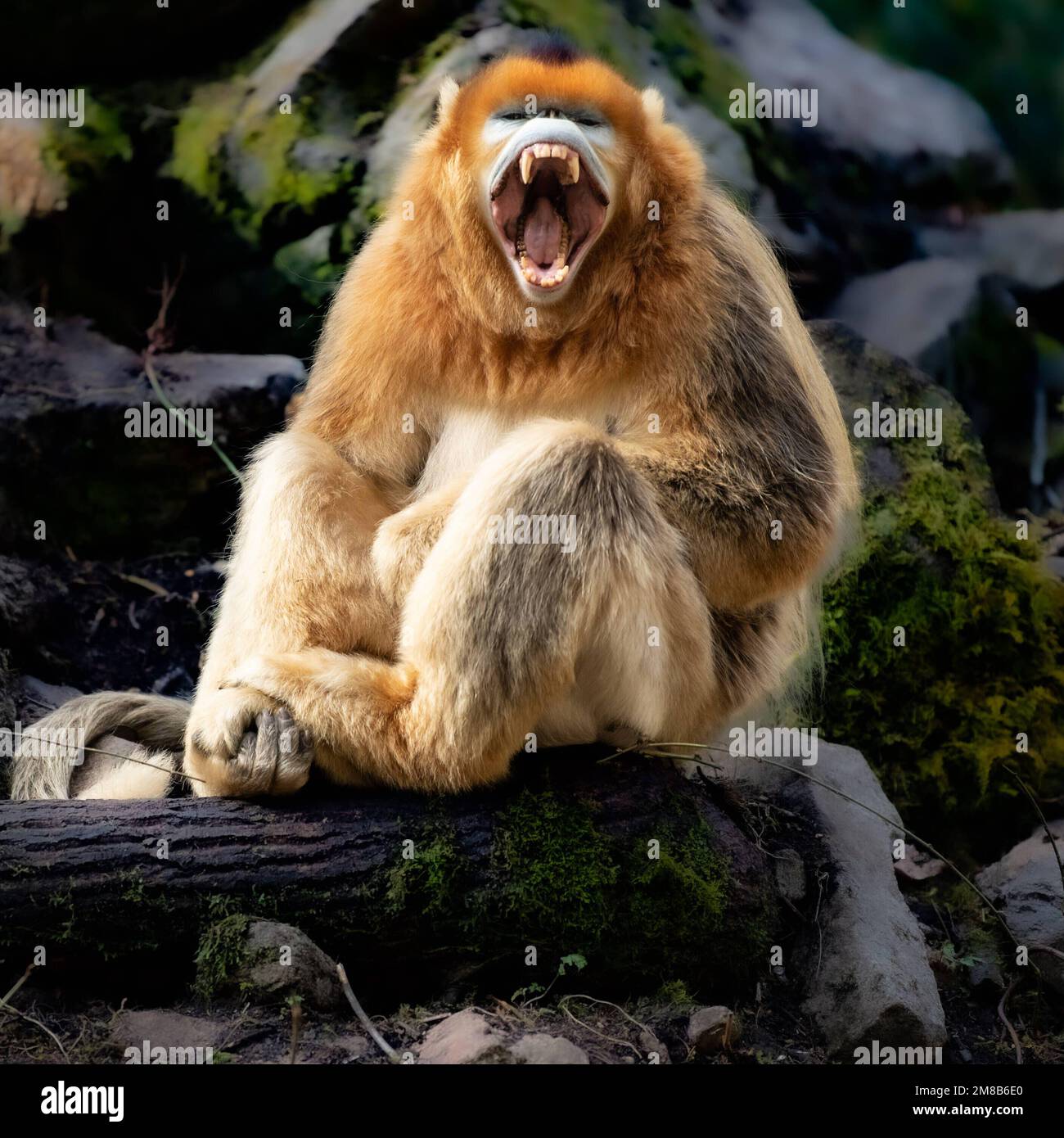 Bearing its teeth. China: THESE EXPRESSIVE images show wild snub-nosed monkey and their amazing range of emotions that have seen members of this speci Stock Photo