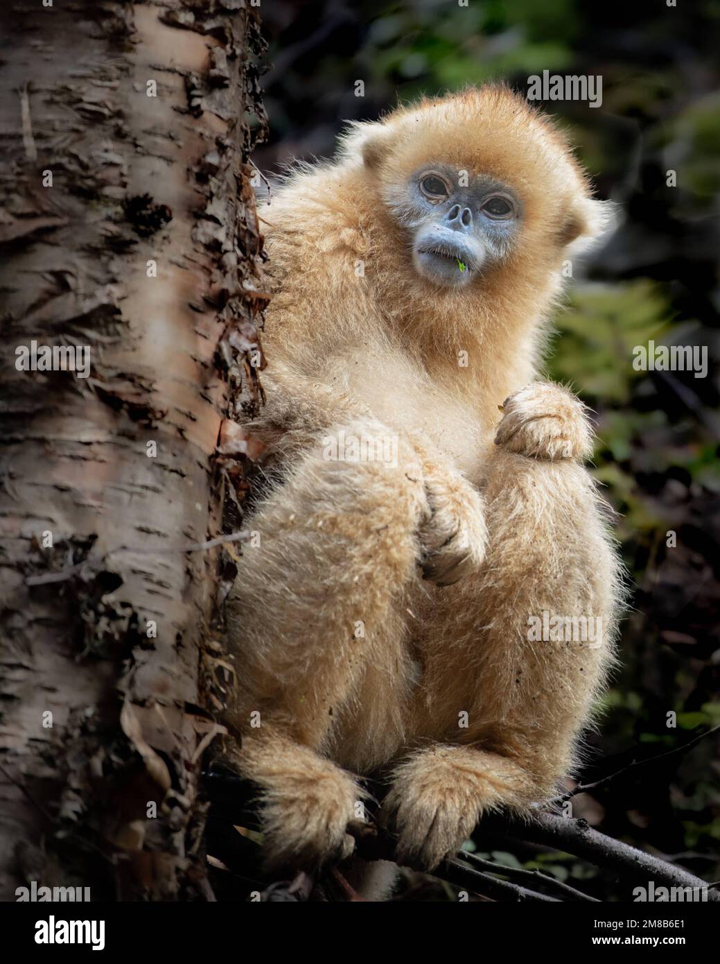 A curious george. China: THESE EXPRESSIVE images show wild snub-nosed monkey and their amazing range of emotions that have seen members of this specie Stock Photo