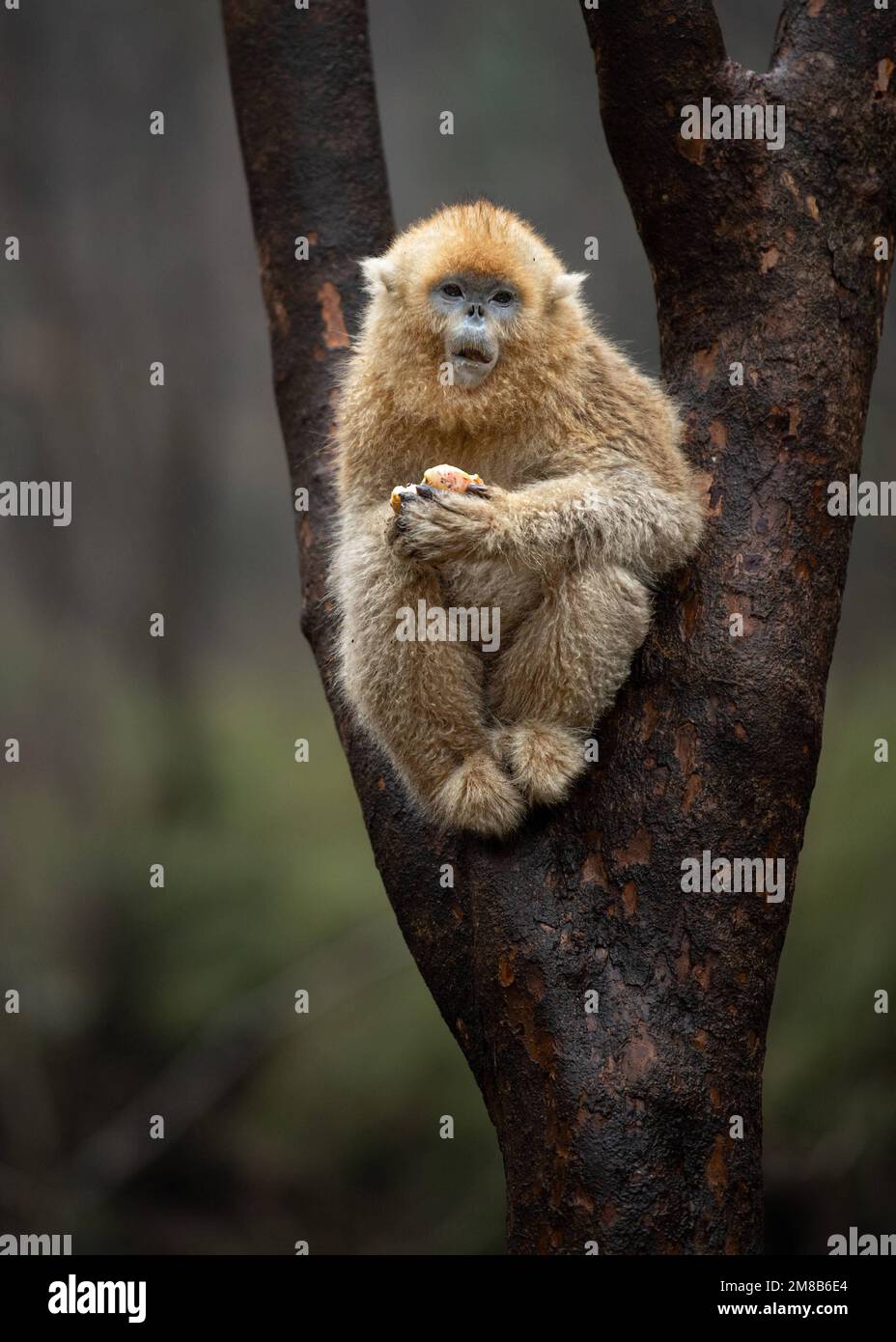 All alone. China: THESE EXPRESSIVE images show wild snub-nosed monkey and their amazing range of emotions that have seen members of this species gain Stock Photo