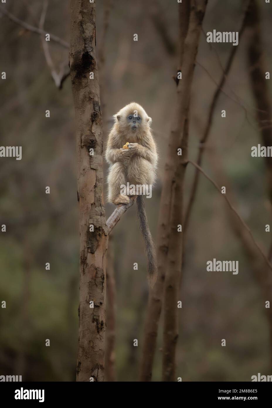 A lone monkey. China: THESE EXPRESSIVE images show wild snub-nosed monkey and their amazing range of emotions that have seen members of this species g Stock Photo