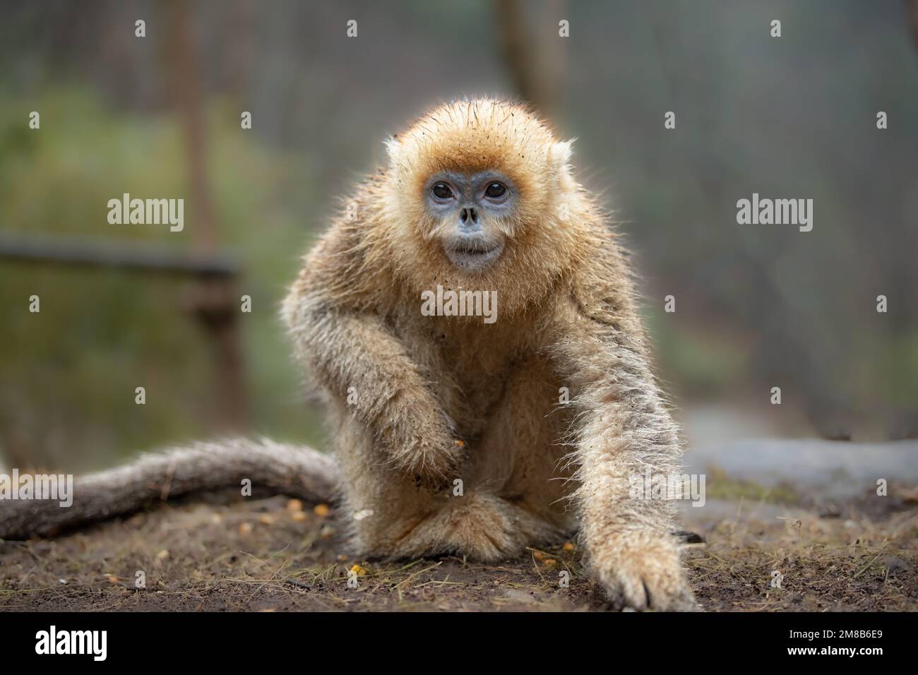 Smile with a moustache. China: THESE EXPRESSIVE images show wild snub-nosed monkey and their amazing range of emotions that have seen members of this Stock Photo