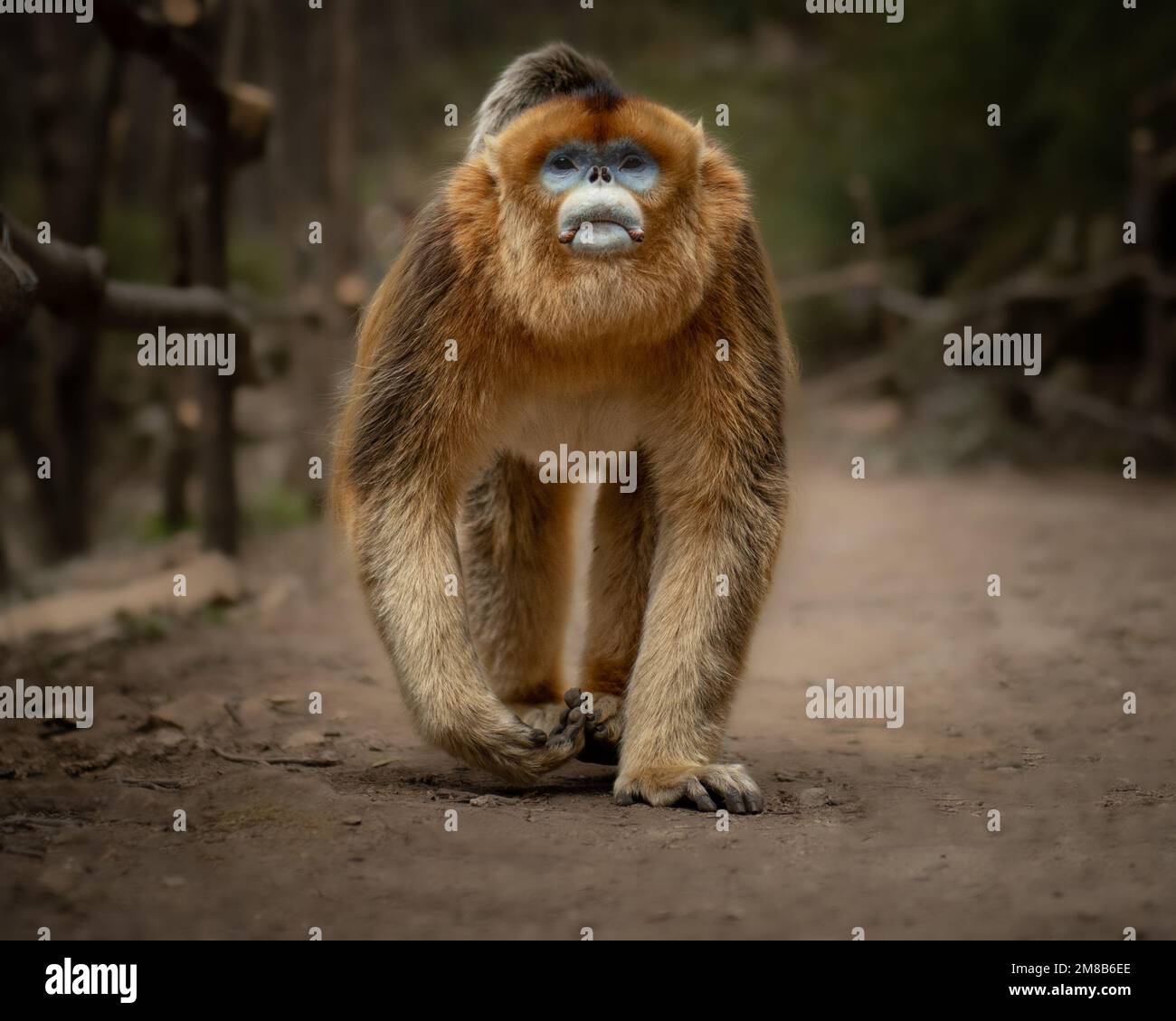 Strutting proud. China: THESE EXPRESSIVE images show wild snub-nosed monkey and their amazing range of emotions that have seen members of this species Stock Photo