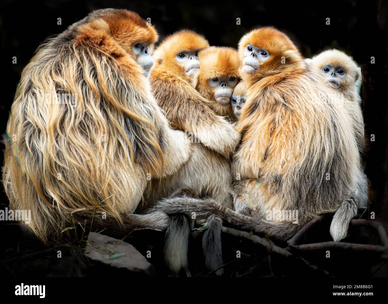 A family cuddle. China THESE EXPRESSIVE images show wild snubnosed
