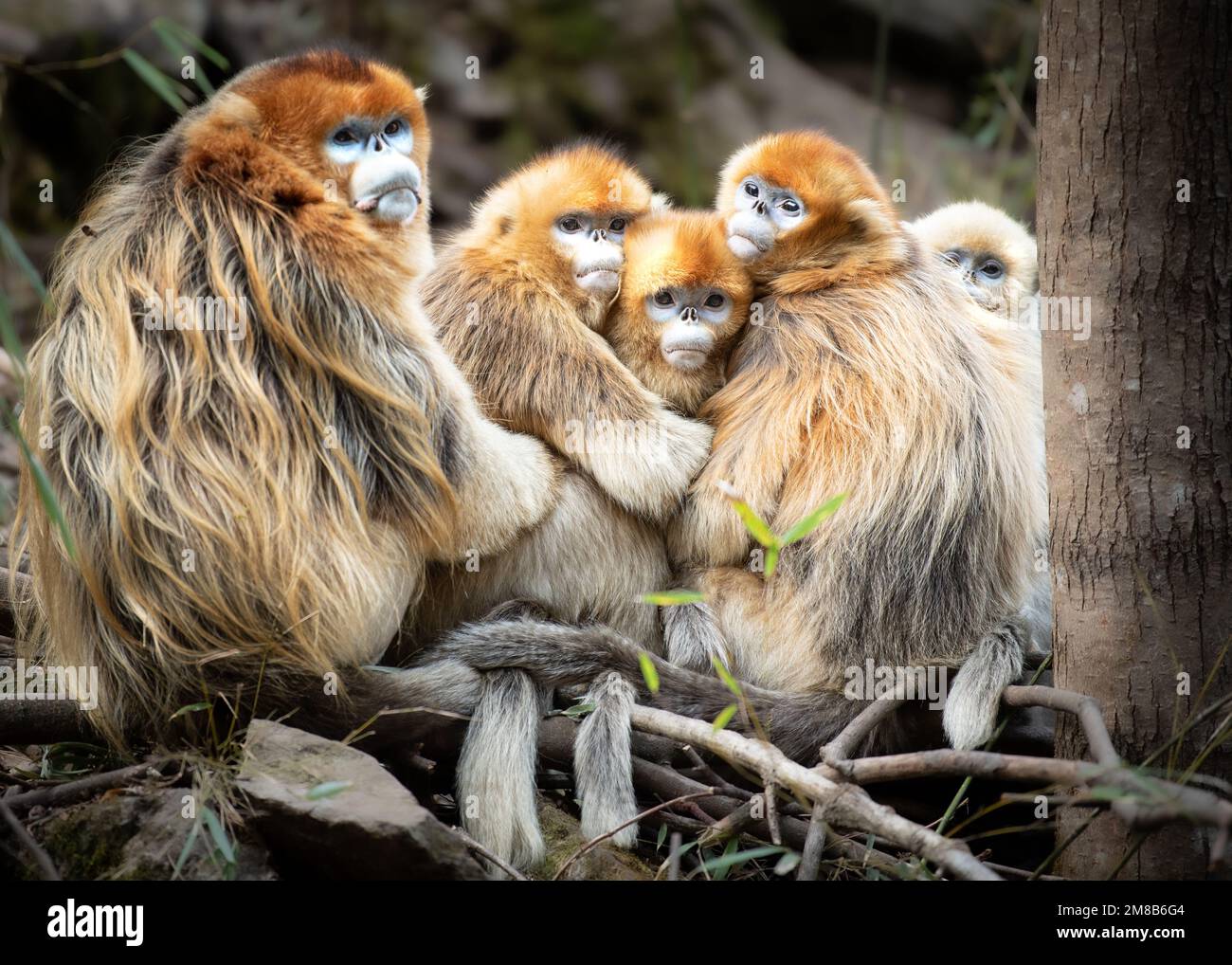 A cute cuddle. China: THESE EXPRESSIVE images show wild snub-nosed monkey and their amazing range of emotions that have seen members of this species g Stock Photo