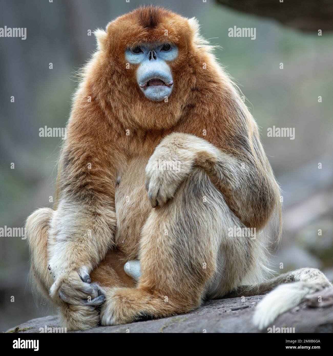 A sad monkey. China: THESE EXPRESSIVE images show wild snub-nosed monkey and their amazing range of emotions that have seen members of this species ga Stock Photo