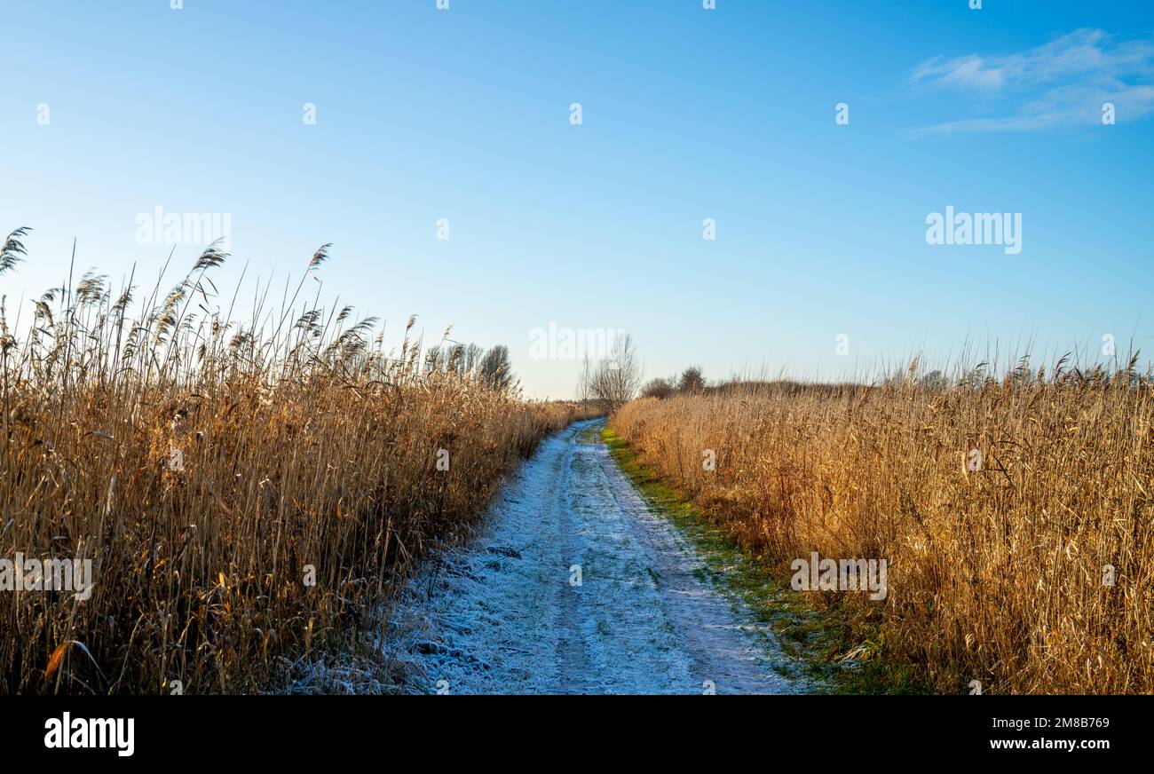 Winter landscape with trail between Common reed in the Netherlands Stock Photo
