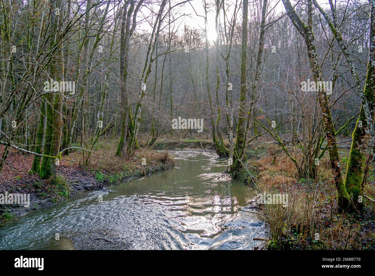 Small brook in the forest in the Ardennes, Belgium Stock Photo - Alamy