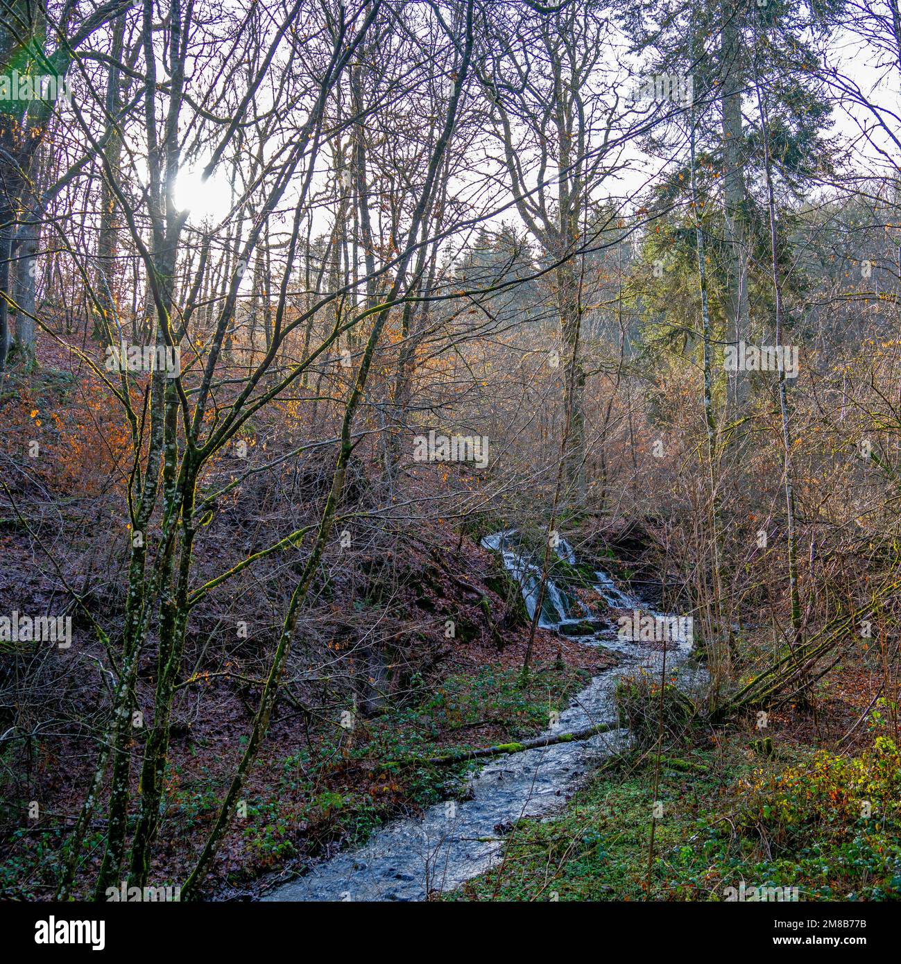 Small brook in the forest in the Ardennes, Belgium Stock Photo - Alamy