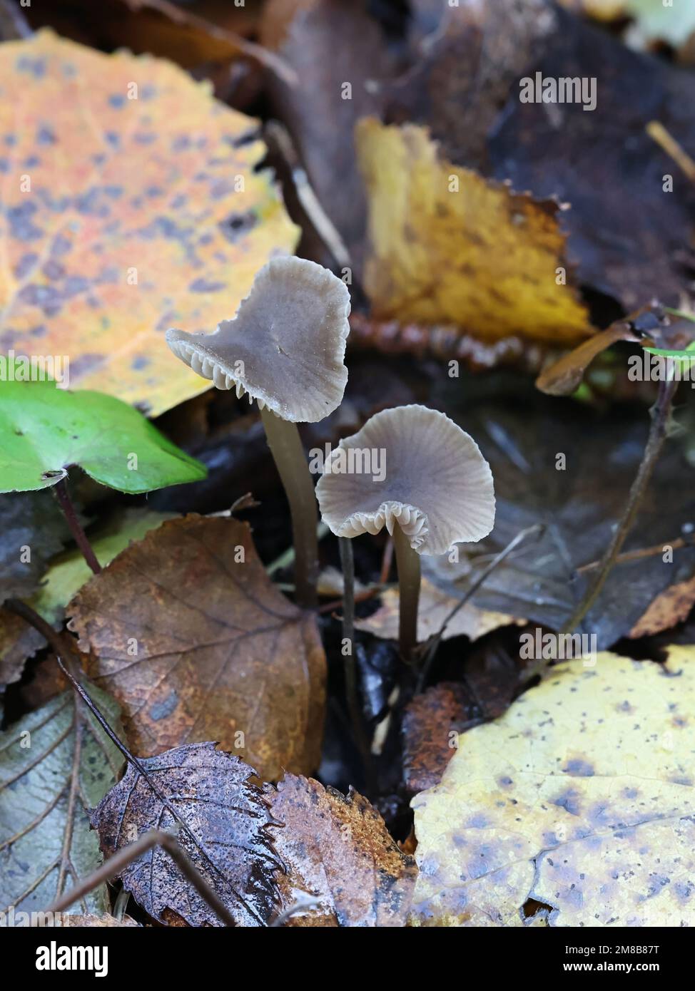 Entoloma juncinum, a pinkgill mushroom from Finland, no common English name Stock Photo