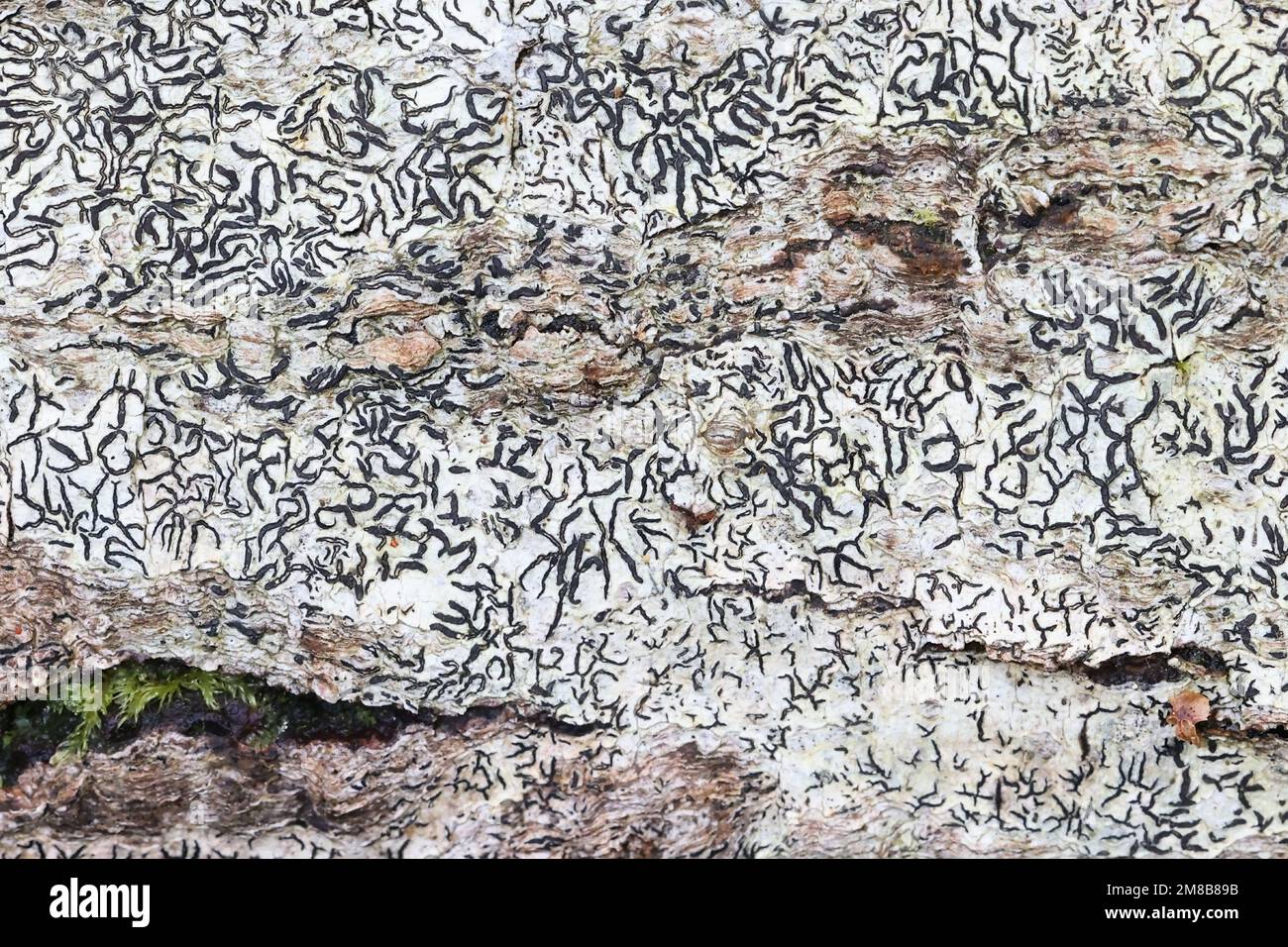 Graphis scripta, commonly known as script lichen or secret writing lichen Stock Photo