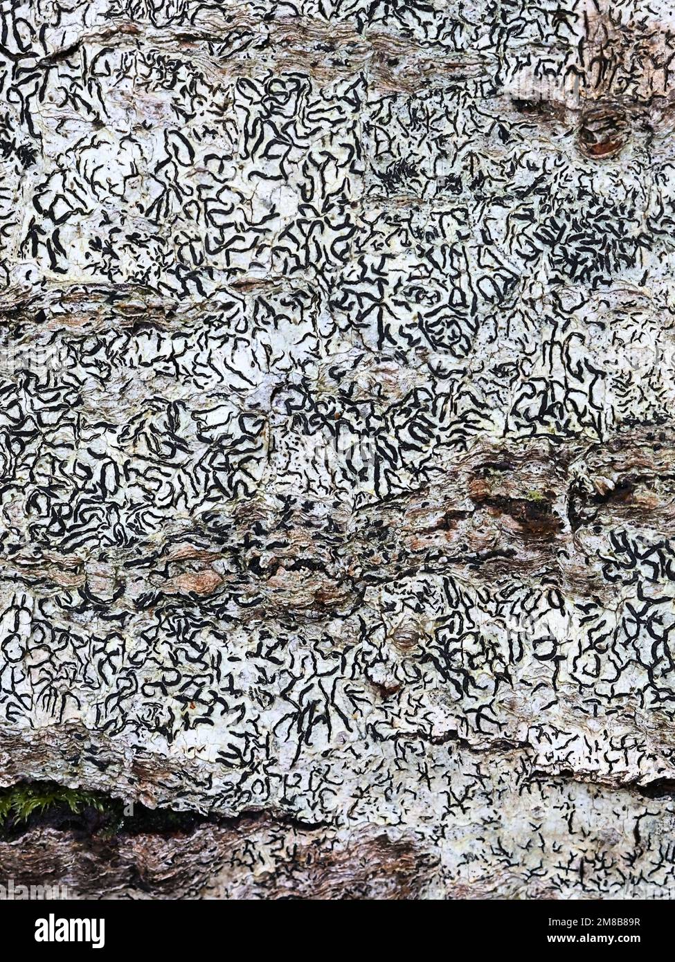 Secret writing lichen, Graphis scripta Stock Photo