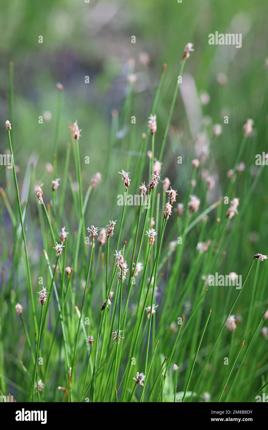 Trichophorum cespitosum, commonly known as deergrass or tufted bulrush, wild flowering sedge from Finland Stock Photo