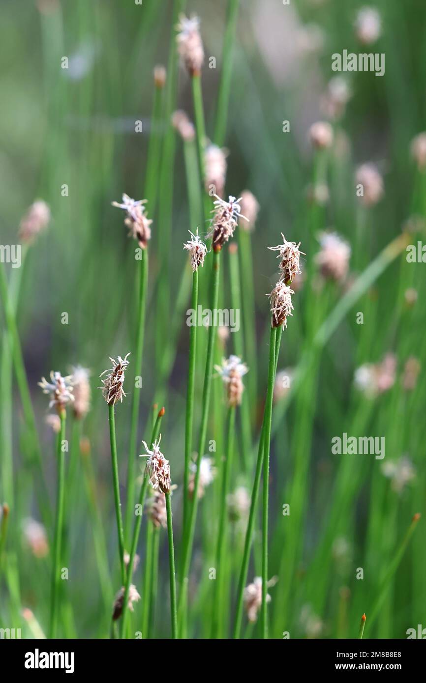 Trichophorum cespitosum, commonly known as deergrass or tufted bulrush, wild flowering sedge from Finland Stock Photo