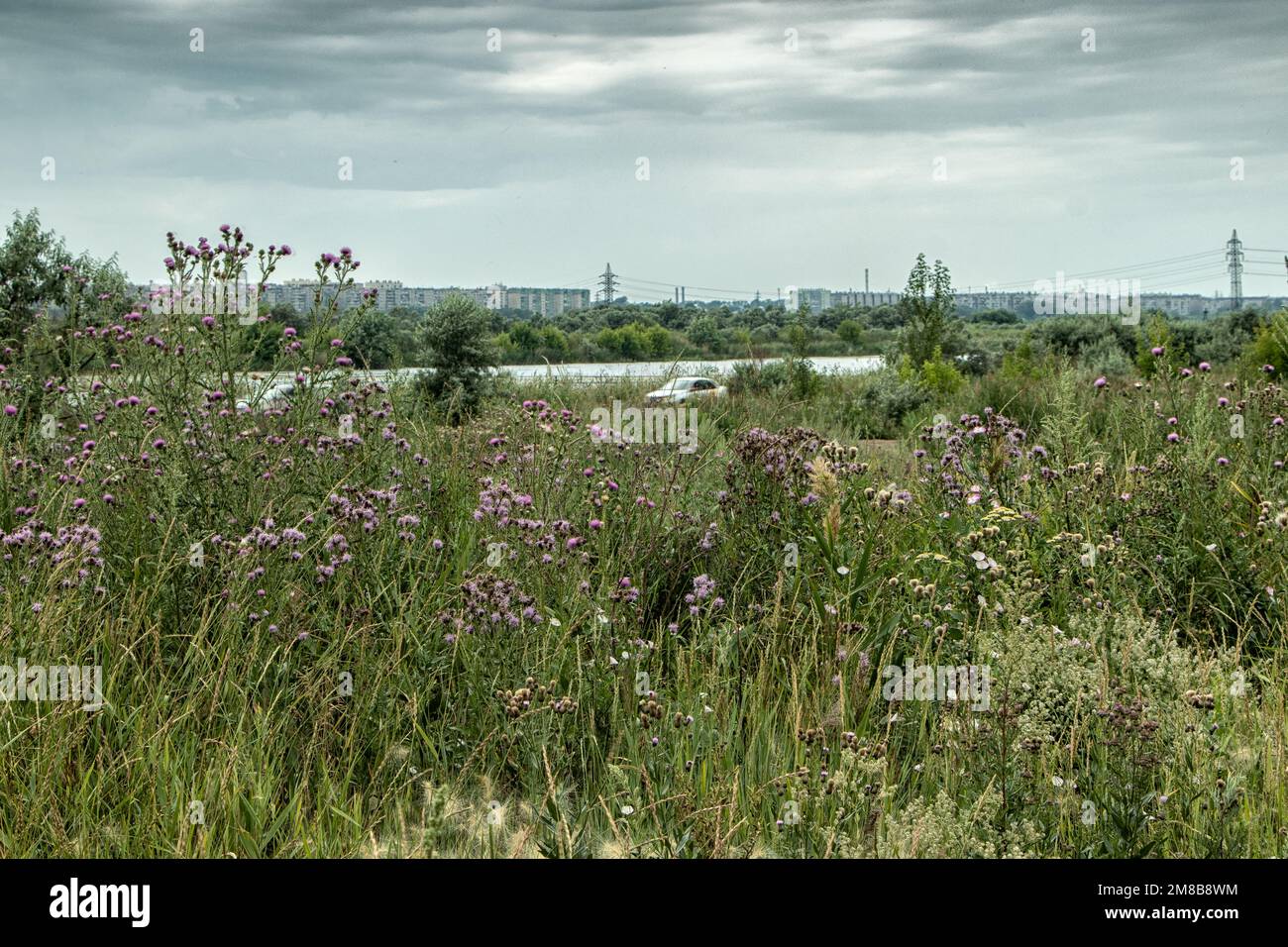 Grass growing along rural road hi-res stock photography and images - Alamy