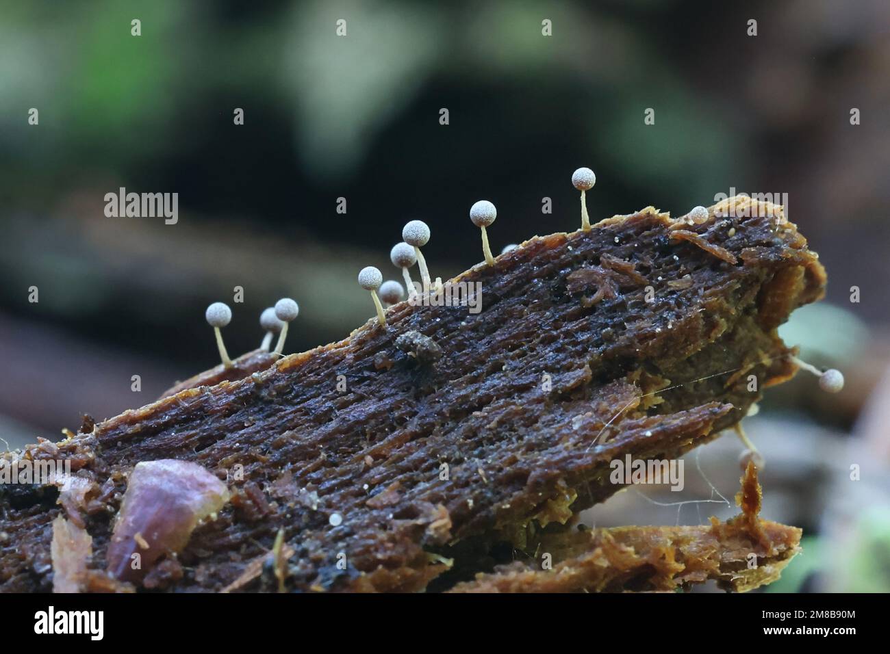Physarum leucopus, a slime mold from Finland, no common English name Stock Photo