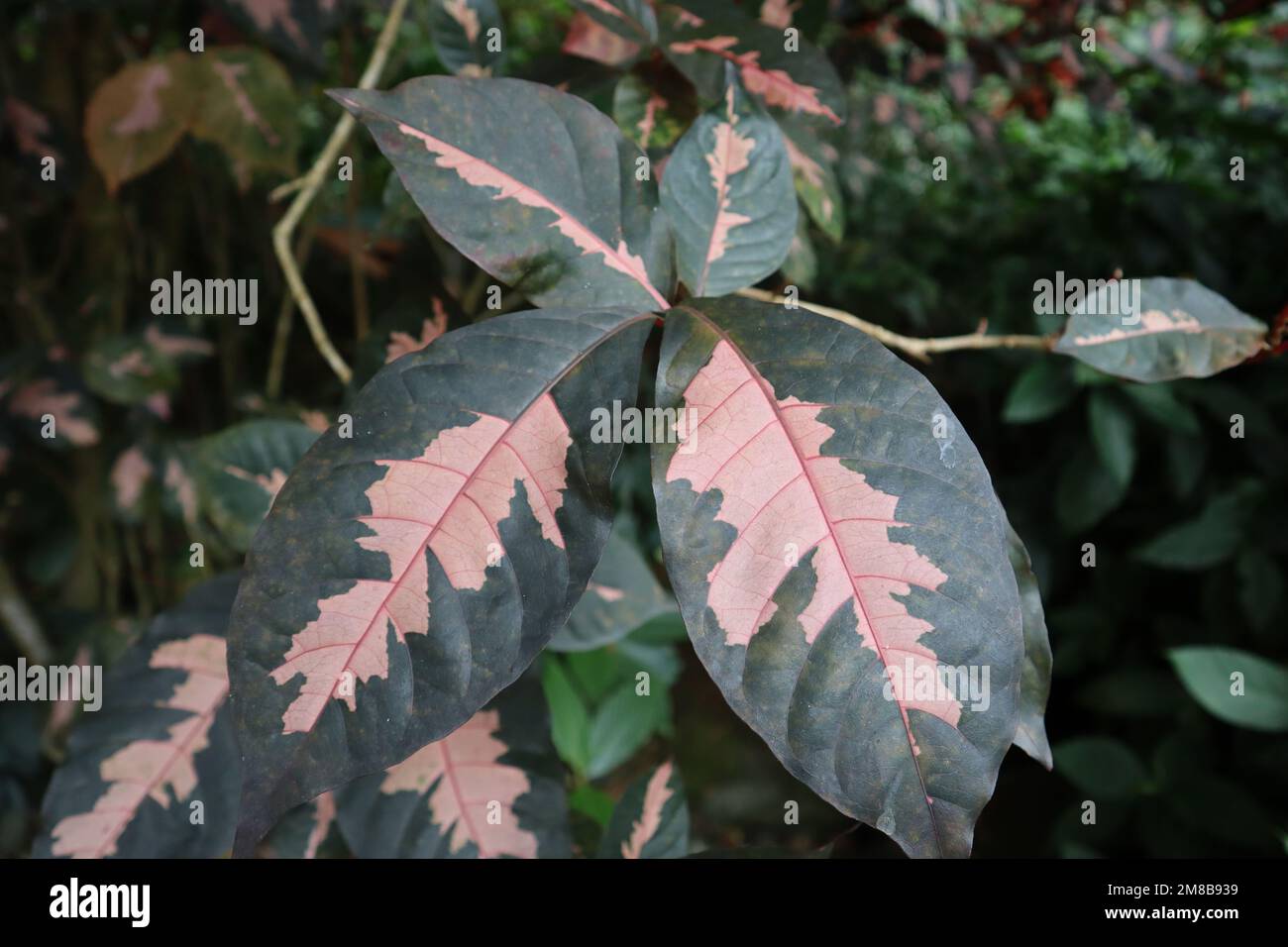 A closeup of green and pink caricature-plant leaves in the forest Stock Photo