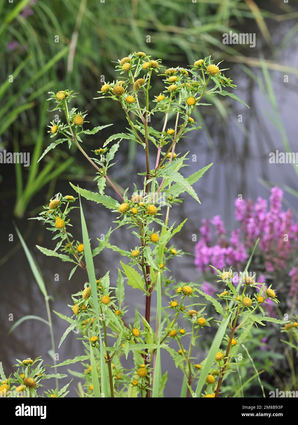 Greater Bur-marigold, Bidens radiata, also called Greater Bur Marigold, wild plant from Finland Stock Photo