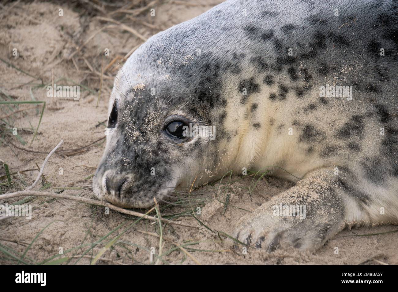 A closeup view of an adorable grey seal resting on the sand Stock Photo ...
