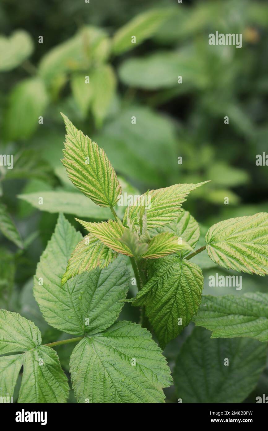Raspberry plants growing in the summer meadow on a rainy day Stock ...