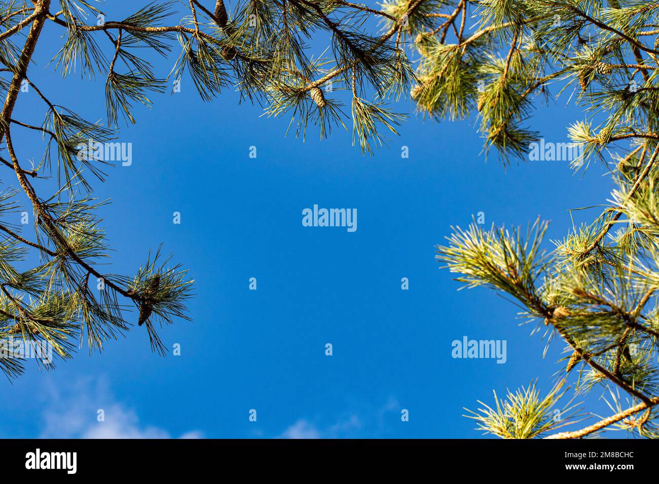 Pine tree against blue sky with clouds abstract background nature Stock ...