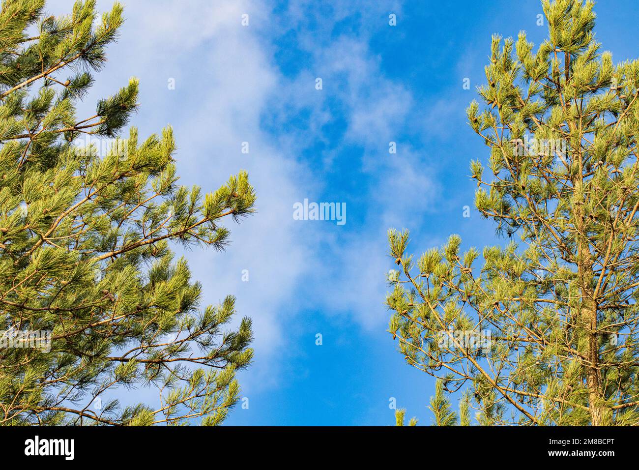 Pine tree against blue sky with clouds abstract background nature Stock ...